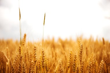 buğday alan günbatımı