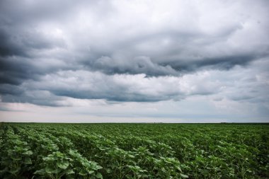 Genç ayçiçeği bitkiler