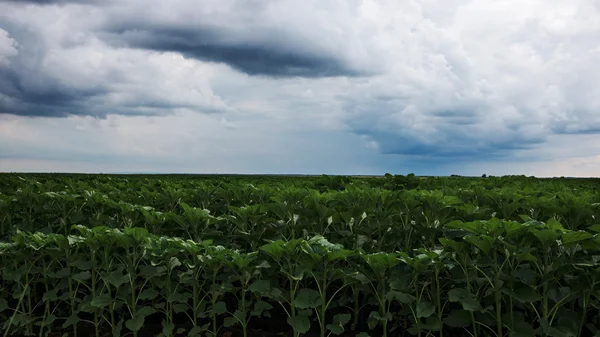 Jeunes plants de tournesol — Photo