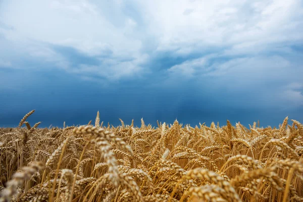 Field of wheat — Stock Photo, Image