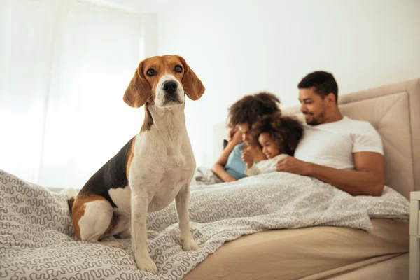 Listo para dormir — Foto de Stock