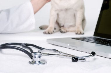 Köpek veteriner'ın ofisinde