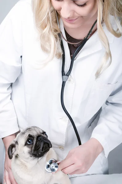 Молодая блондинка-ветеринар с мопсом — стоковое фото
