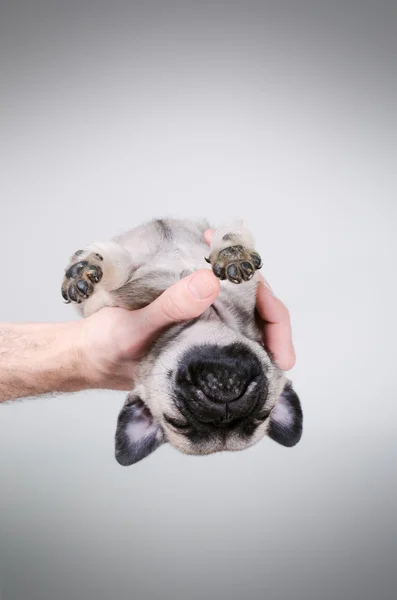 Hund schlief in der Hand ein — Stockfoto