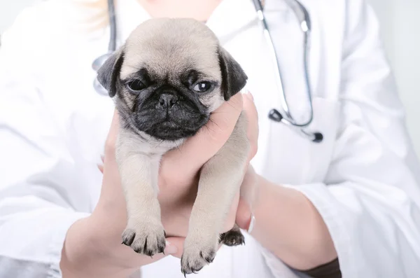 Junge blonde Tierärztin mit einem süßen Mops-Welpen — Stockfoto