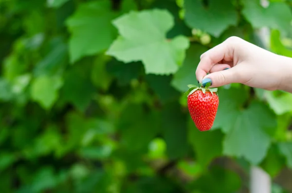 Mano femminile che tiene la fragola — Foto Stock