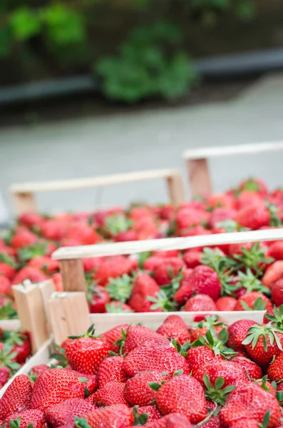 Fragole in una cassa — Foto Stock