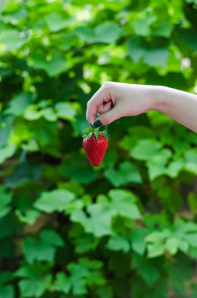 Mano femminile che tiene la fragola — Foto Stock