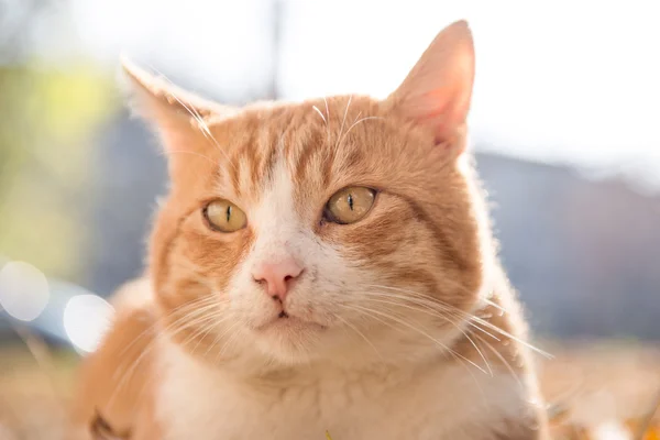 Orangefarbene Katze — Stockfoto