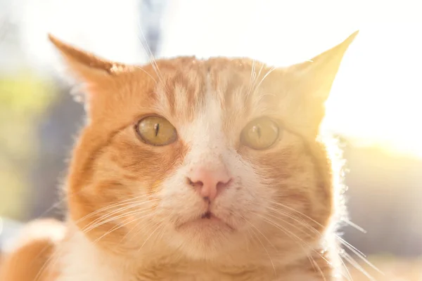 Surprised kitty — Stock Photo, Image
