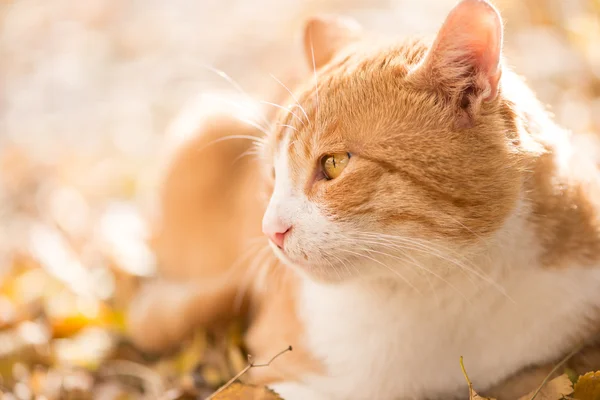 Gato naranja — Foto de Stock