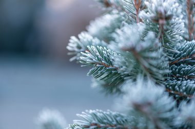 Hoarfrost ile iğne yapraklı örtmek