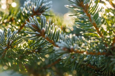 İğne yapraklı tomurcukları örtmek ile hoarfrost