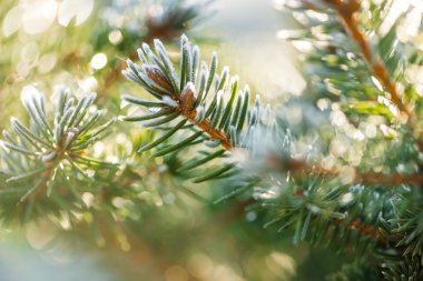 İğne yapraklı tomurcukları örtmek ile hoarfrost