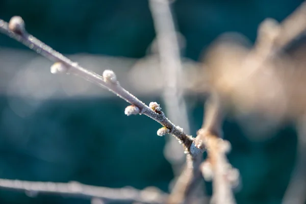 Brotes con escarcha —  Fotos de Stock