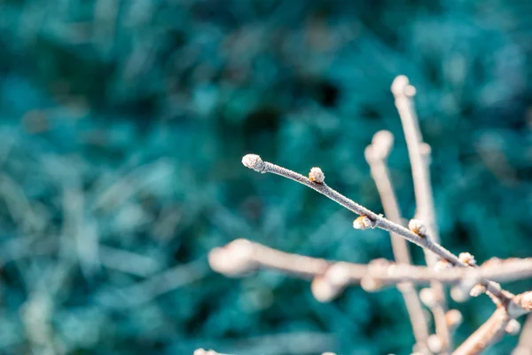 Buds with hoarfrost — Stock Photo, Image