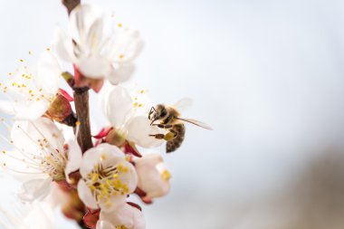 Peach blossoms with a bee clipart