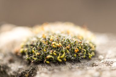 Bir yosun bir kayanın üzerinde makro çekim