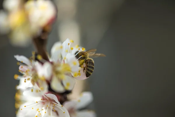 Melocotón florece con una abeja — Foto de Stock