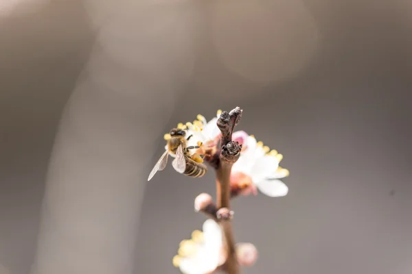 Perzik bloesem met een bee — Stockfoto