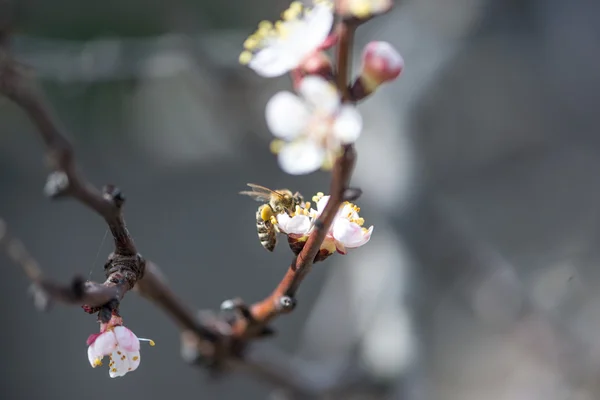 Pfirsichblüten im Frühling — Stockfoto