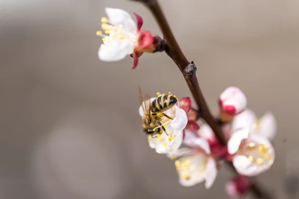 봄 복숭아 꽃 — 스톡 사진