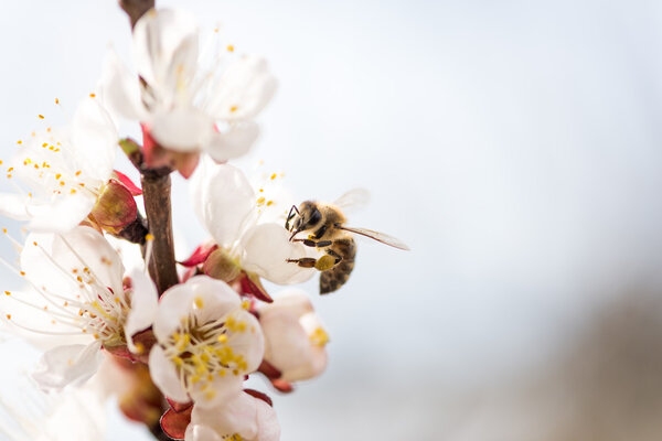 Peach blossoms with a bee