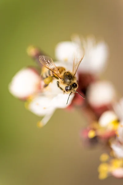 Μέλισσα συλλέγει νέκταρ από το άνθος — Φωτογραφία Αρχείου