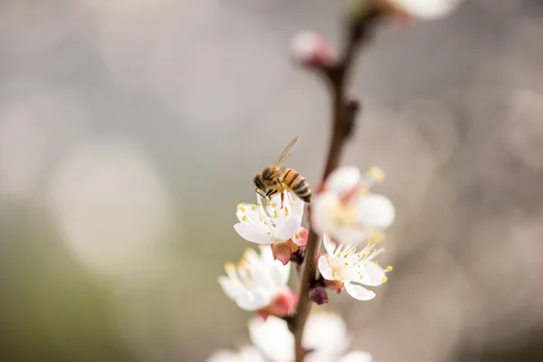 蜜蜂采集花蜜从开花 — 图库照片