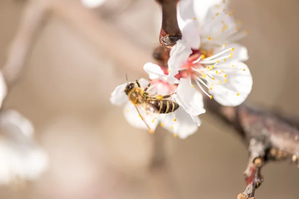 La abeja está recogiendo néctar de la flor — Foto de Stock