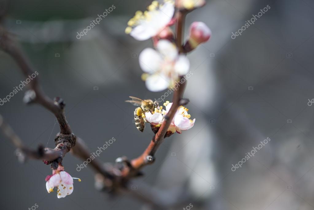peach blossom spring reviews peach blossom spring reviews