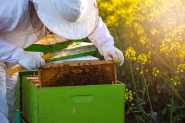 Apiarist checking the hives