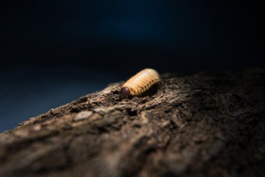 Illuminated maggot at night