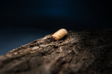 Illuminated maggot at night clipart