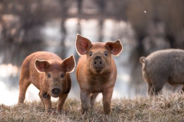 Cute mangalitsa pigs