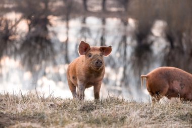 Cute orange mangulitsa pig