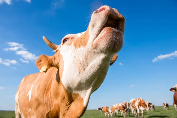 Cow mooing — Stock Photo, Image