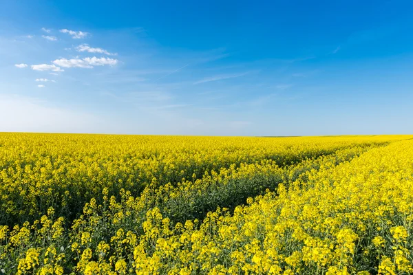 Blühendes Rapsfeld — Stockfoto