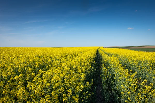 Blooming rapeseed field — Stock Photo, Image