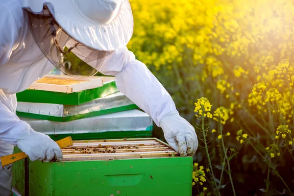 Kontrolle der Bienenstöcke — Stockfoto