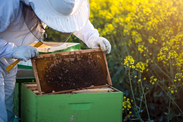 Apiarist checking the hives