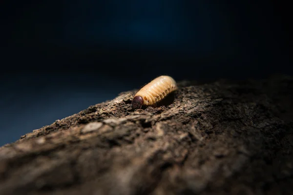 Illuminated maggot at night — Stockfoto