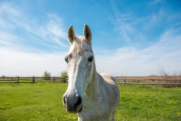 Внутренняя арабская лошадь — стоковое фото