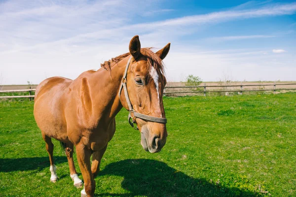 Brown domestic horse on the field — Stock Fotó