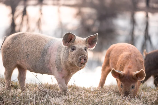 Mangalitsa little pig on the field — Stok fotoğraf