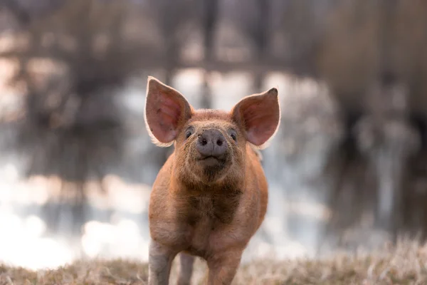 Carino mangalitsa maiale gesticolando — Foto Stock