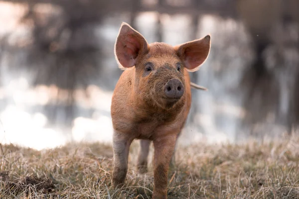 Cute orange mangulitsa pig — Stok fotoğraf