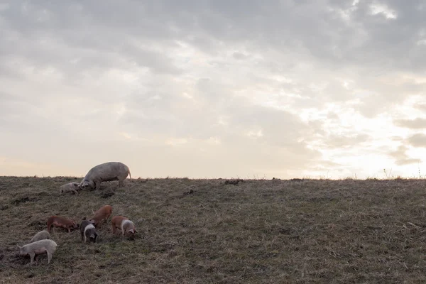 Mangulitsa pig family pasturing on the field — Stock Image Mangulitsa pig family pasturing on the field Stock Picture