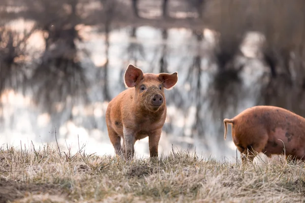 Cute orange mangulitsa pig — Stock Image Cute orange mangulitsa pig Stock Photo