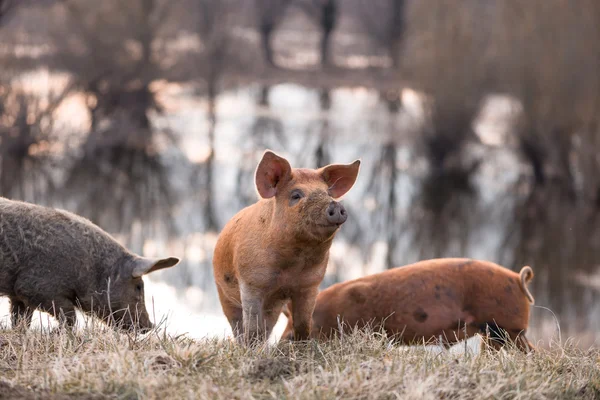 Three mangulista furry pigs — Stock Image Three mangulista furry pigs Stock Image